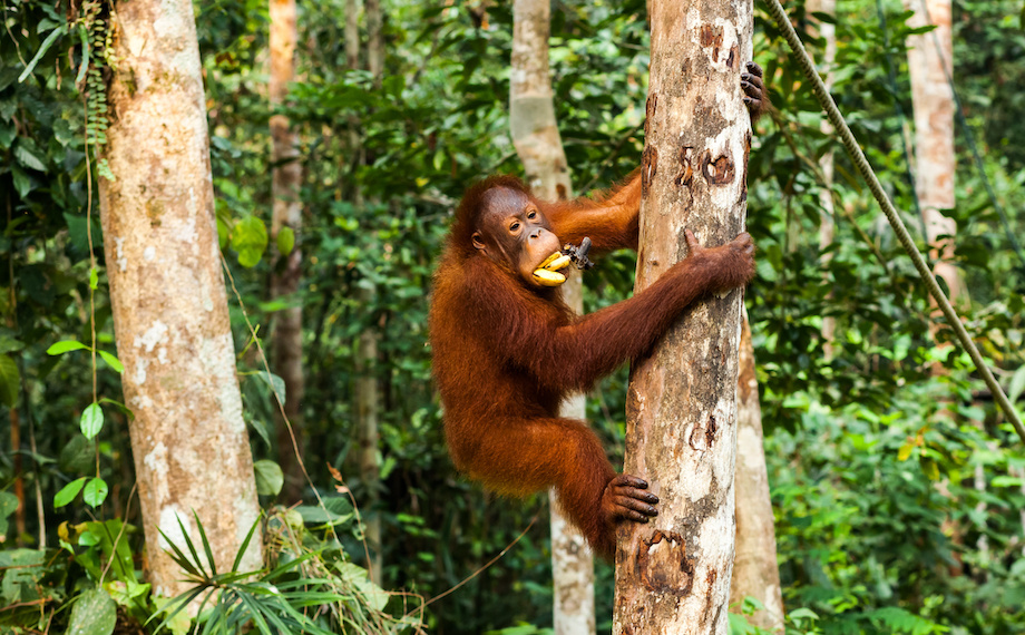 inteligentní orangutan